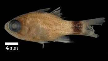 Media type: image; Ichthyology 158489